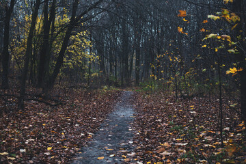 Path in the forest in autumn