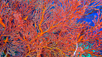 Sea Fan, Sea Whips, Gorgonian, Coral Reef, Bunaken National Marine Park, Bunaken, North Sulawesi, Indonesia, Asia