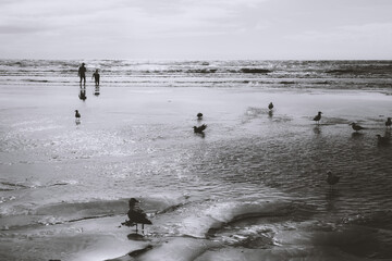 Black and white photo of the sea with seagulls