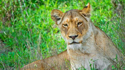 Lion, Panthera leo, Kruger National Park, Mpumalanga, South Africa, Africa