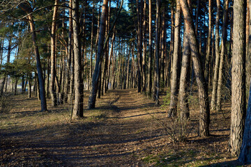 a path in a pine forest