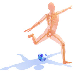 Anatomical 3D illustration of a soccer player with a ball. Transparent image of bones on white background.