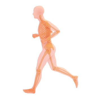 Anatomical 3D illustration of a running athlete. Transparent image of bones on white background.