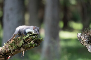 Stone marten, Martes foina, with clear green background. Beech marten, detail portrait of forest animal. Small predator sitting on the beautiful green moss stone in the forest. Wildlife scene, France