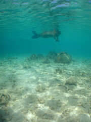 Fototapeta na wymiar an ideal artificial reef ball for the marine life of the caribbean sea