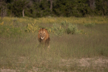 Beautiful Lion Caesar in the golden grass of Masai Mara, Kenya Panthera Leo.