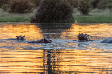 Hippo with open muzzle in the water. African Hippopotamus, Hippopotamus amphibius capensis, with evening sun, animal in the nature water habitat, Botswana, Africa