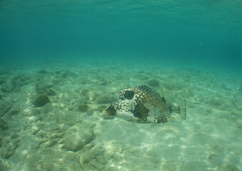 a box fish in the crystal clear waters of the caribbean sea
