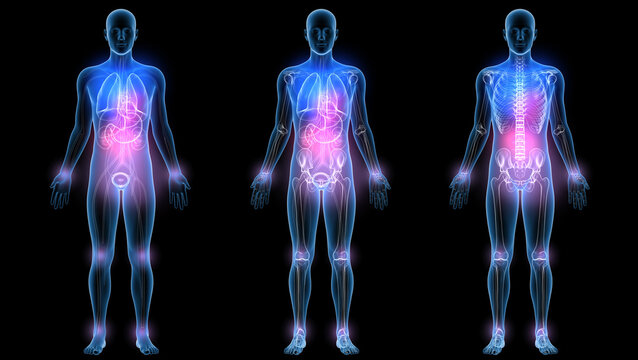 3d illustration of internal organs and bones, made of transparent glass. In three different anatomical images.