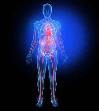 3d illustration of internal organs and bones, made of transparent glass. Circulatory system and heart.