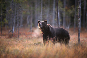 A brown bear breathing cold air in the evening forest autumn atmosphere