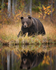 Brown bear walking by the lake in the forest mirroring the water