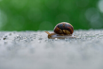 Brown snail crawling on a plastic film in the drops of rain and the setting sun.