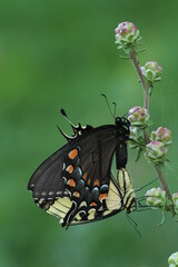 Eastern tiger swallowtail (papilio glaucus) butterflies mating on blazing star liatris