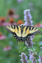 Eastern tiger swallowtail female butterfly (papilio glaucus) on anise hyssop  (Agastache foeniculum)