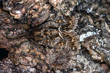 DE, NRW, Bad Münstereifel, 13.08.2022, Thalpophila matura, Gelbflügel-Raseneule