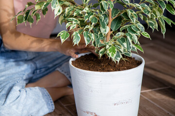 A young girl transplants a ficus into a large flower pot. Gardening, spring planting, houseplant care. concept of love for nature. Ecology and environment