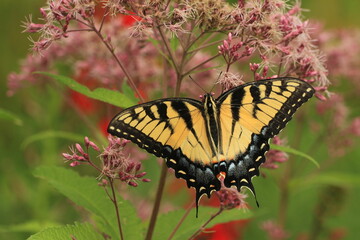 Obraz premium Eastern tiger swallowtail butterfly (papilio glaucus) female on joe pye weed (Eupatorium maculatum)
