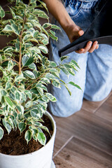 close-up girl's hands are watering from a watering can a ficus plant transplanted into a new large pot. home plant care concept.