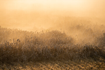 wheat, field of wheat, field of wheat during harvest, field of grain in summer © Follow the Sun