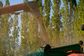grain dumping process, wheat harvester unloading, grain harvester, wheat harvest, wheat harvester...