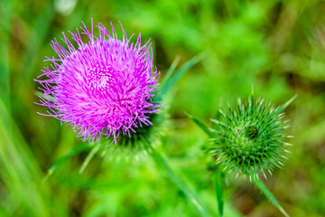 Beautiful growing flower root burdock thistle on background meadow