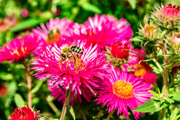 Obraz premium Beautiful wild flower winged bee on background foliage meadow