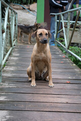 dog sitting on a wooden bridge.