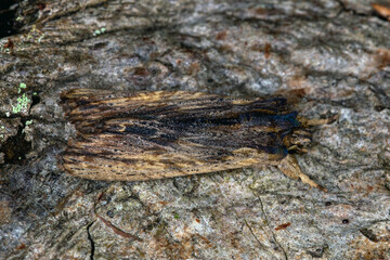 DE, NRW, Opladen, 11.09.2022, Lithophane semibrunnea, Schmalflügelige Holzeule