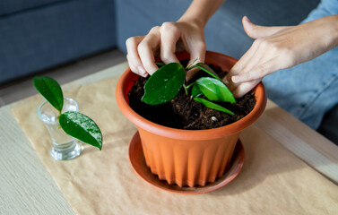 A girl transplants a green plant into a brown pot while sitting in the living room. Home plant care concept, home gardening, ecology interior decoration
