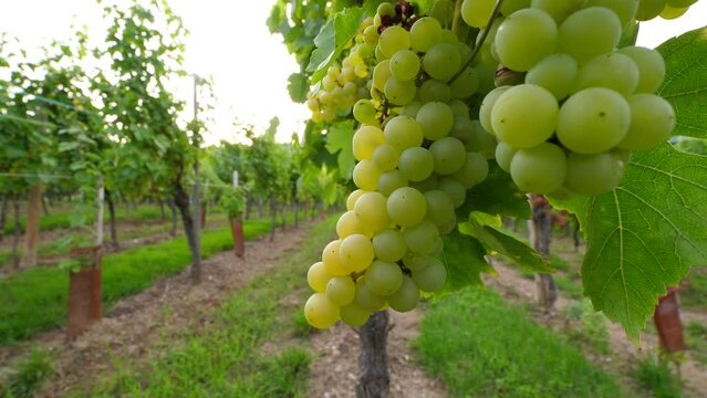 Green grapes cluster hang on bush, close up shot of ripening berries. Blurred plants seen on background, soft natural light at evening hour. Alsatian vineyards at summer season