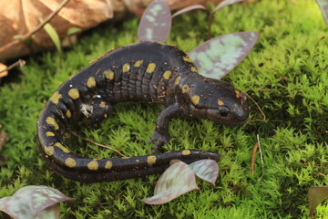 spotted salamander (Ambystoma maculatum) on moss
