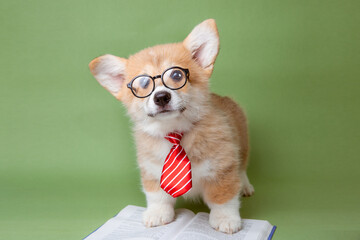 a Welsh corgi puppy in glasses and tie sits with a book on a green background, the concept of...