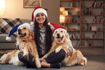 In Santa hats. Woman is with two golden retriever dogs at home