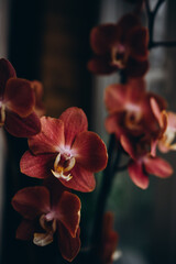 a beautiful varietal phalaenopsis orchid of ocher color blooms on the windowsill.