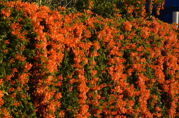 Pyrostegia venusta or Flamevine flower and plant. Orange trumpet flowers and blue sky background