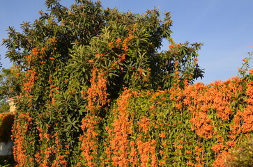 Pyrostegia venusta or Flamevine flower and plant. Orange trumpet flowers and blue sky background