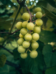 Niedojrzałe winogrono
