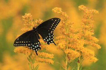 Eastern black swallowtail butterfly (papilio polyxenes) female on goldenrod