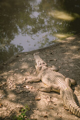 big crocodile at zoo, wildlife, zoo