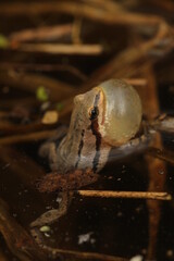 Western chorus frog (Pseudacris triseriata)  calling