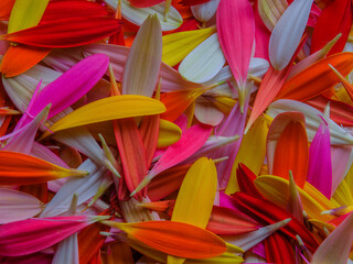 colorful gerbera flower petals
