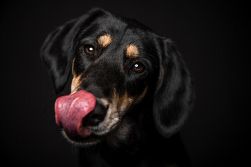 Hund schleckt mit Zunge