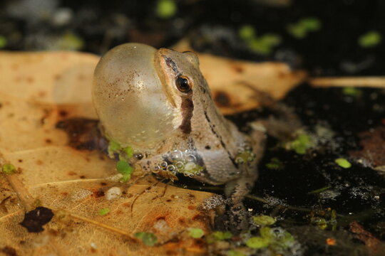 Western chorus frog ( Pseudacris triseriata) male calling from ephemeral pond 