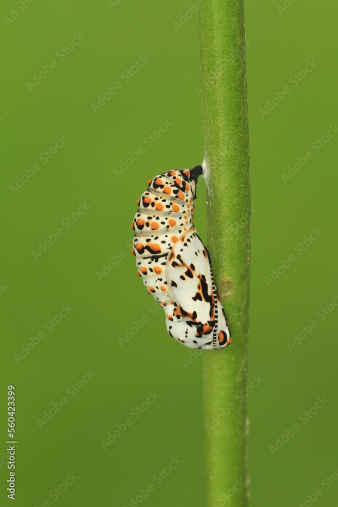 Sticker Baltimore checkerspot butterfly (euphydryas phaeton) butterfly chrysalis