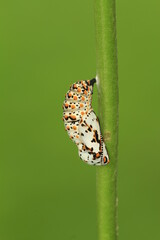 Baltimore checkerspot butterfly (euphydryas phaeton) butterfly chrysalis