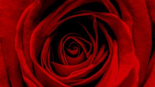 Red rose close up. The texture of the petals of a scarlet rose flower. 4k macro raw slow motion video 60 fps with slow camera movement.