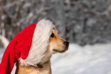 A dog in a Santa Claus hat.Profile portrait of a cute puppy in a Santa Claus hat on a snowy winter background.