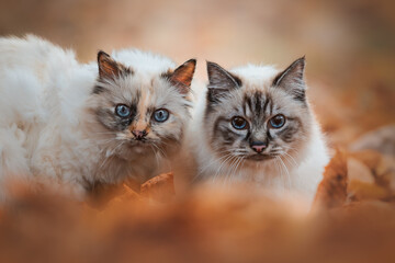 Zwei katzen im Laub