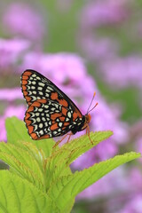 Baltimore checkerspot butterfly (euphydryas phaeton) butterfly on prairie phlox flower (phlox pilosa) 